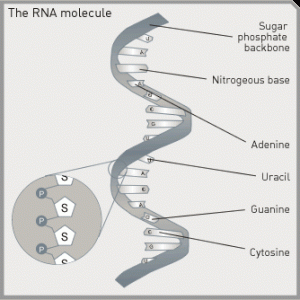 rna