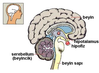 Adrenalin Ve Adrenalin Hormonu Nedir Bilgiustam