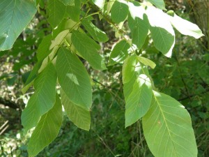 5658_juglans-regia-orah-300x225.jpg