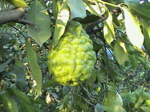 6658_bergamot_nedir-300x225.jpg