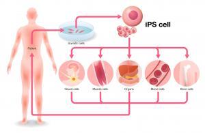 11260_induced-pluripotent-stem-cells-tebu-bio-300x195.jpg