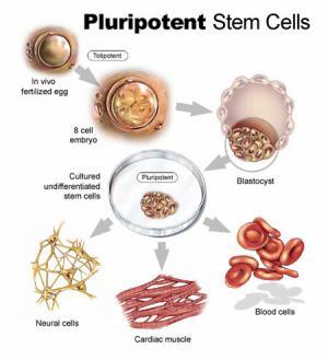 11260_pluripotent-stem-cells-300x329.jpg