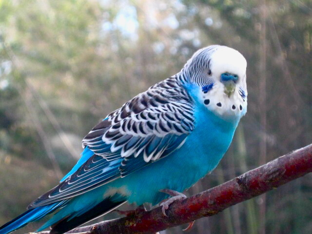 blue_parakeet_by_midoriakaryu-d67kcj5.jpg