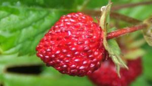 cilek-erdbeere-fragaria-vesca-l_620x350