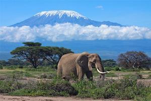 8433_kilimanjaro