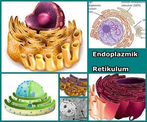 Endoplazmik Retikulumun Yapisi Ve Fonksiyonu Bilgiustam