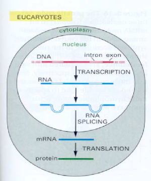 14023_1-the-transfer-of-information-from-dna-to-protein-the-transfer-proceeds-by-means-of-an-300x361.png