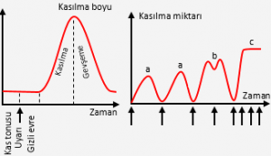 Iskelet Kasinin Kasilmasinin Genel Ozellikleri Bilgiustam