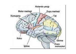 Beynin Yapısı, İşlevleri ve Bölümleri