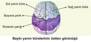 Beynin Yapısı, İşlevleri ve Bölümleri