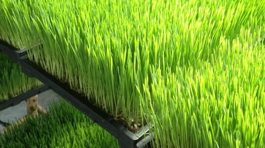 Buğday Çimi Nedir? Etkileri, Kullanım Alanları, Kullanım Şekli ve Riskleri Nelerdir?